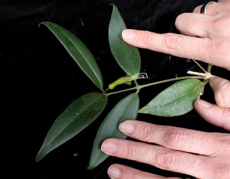 Aeschynanthus viridiflorus