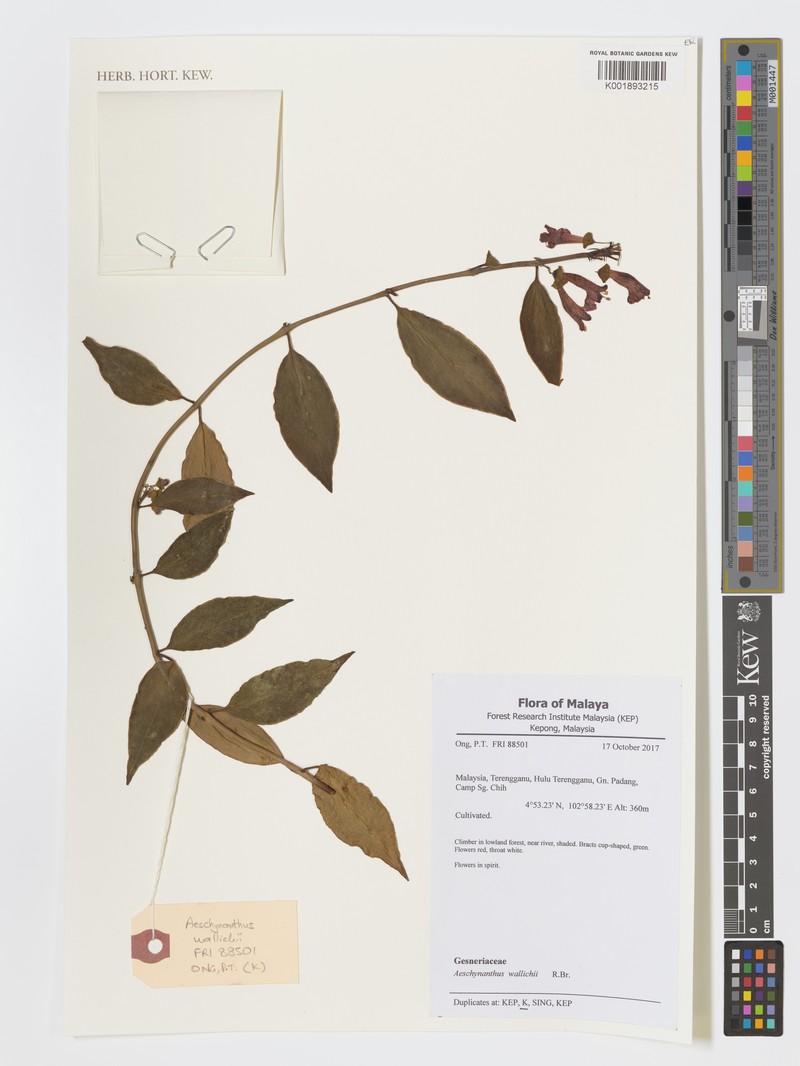 Aeschynanthus wallichii