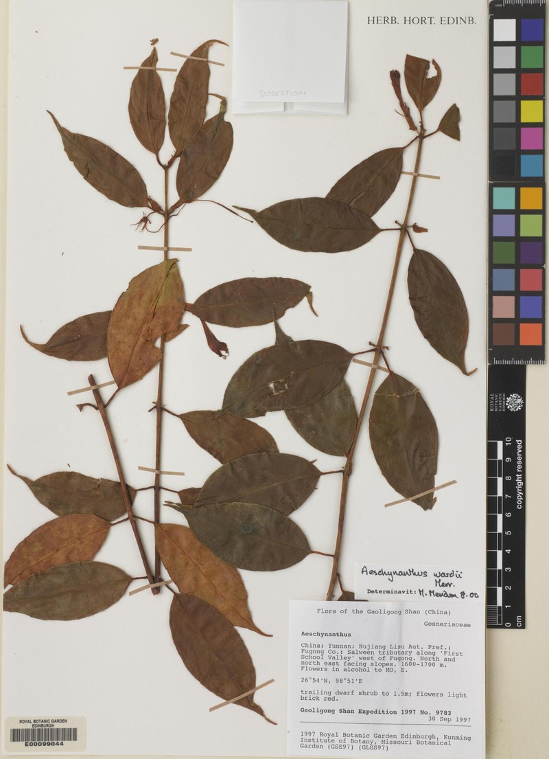 Aeschynanthus wardii