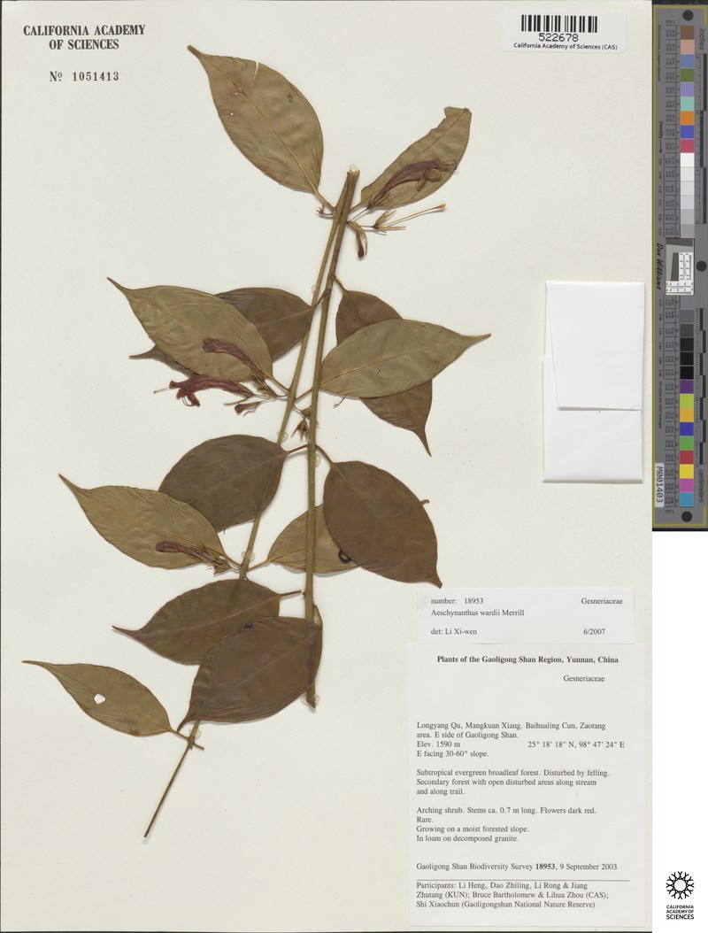 Aeschynanthus wardii photo 2