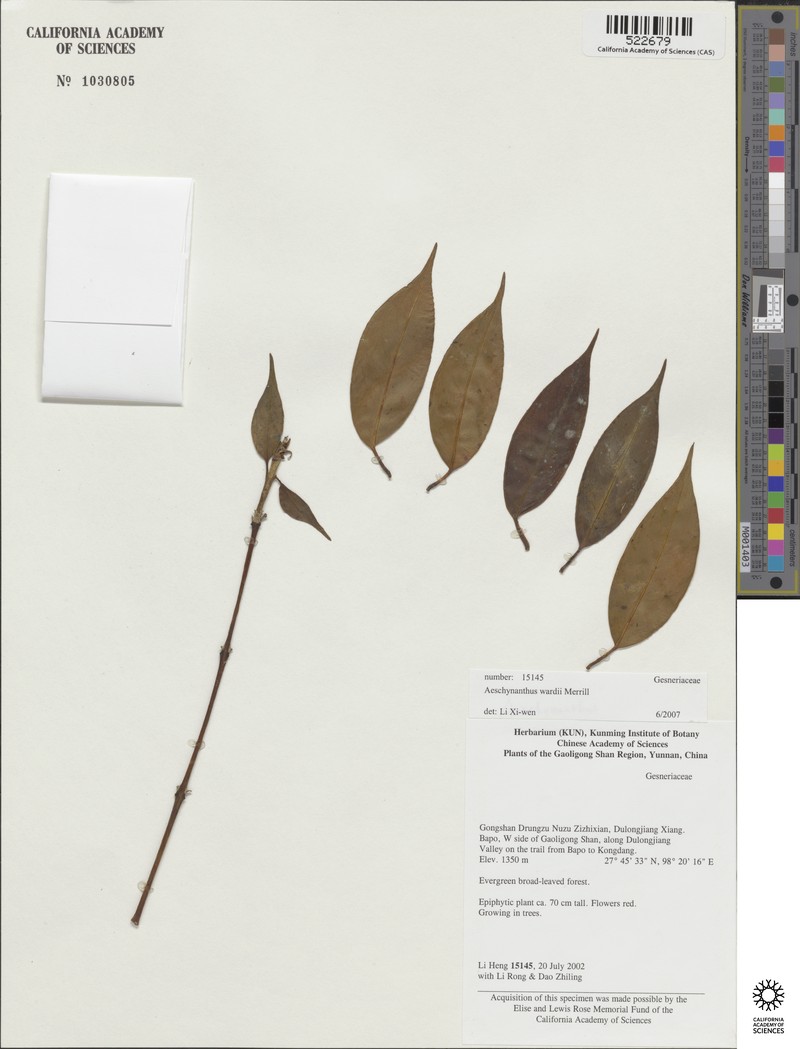 Aeschynanthus wardii photo 3