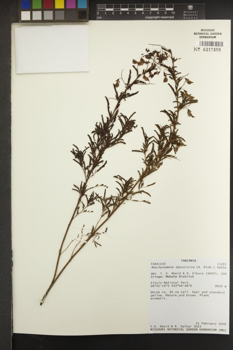 Aeschynomene abyssinica