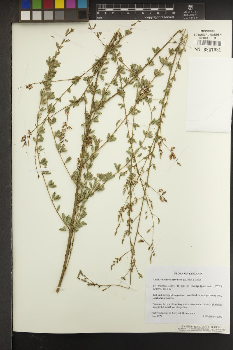 Aeschynomene abyssinica photo 2