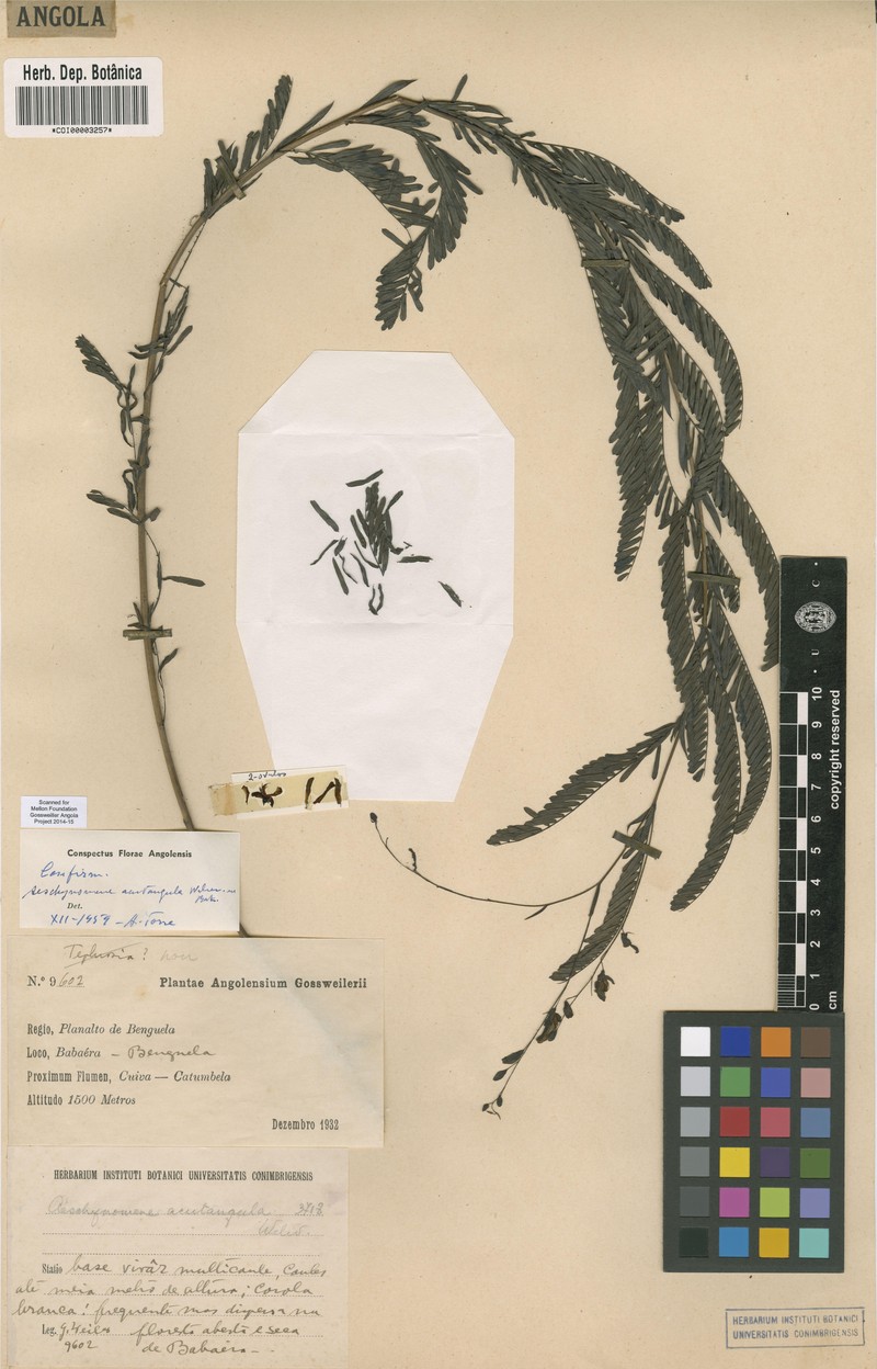 Aeschynomene acutangula