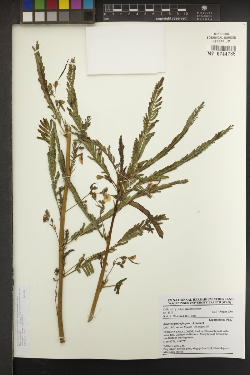 Aeschynomene afraspera