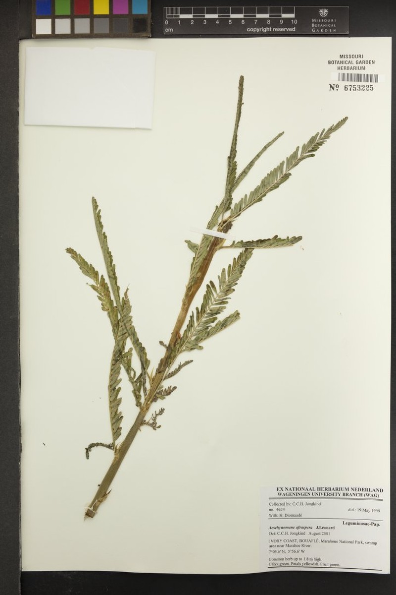 Aeschynomene afraspera photo 2