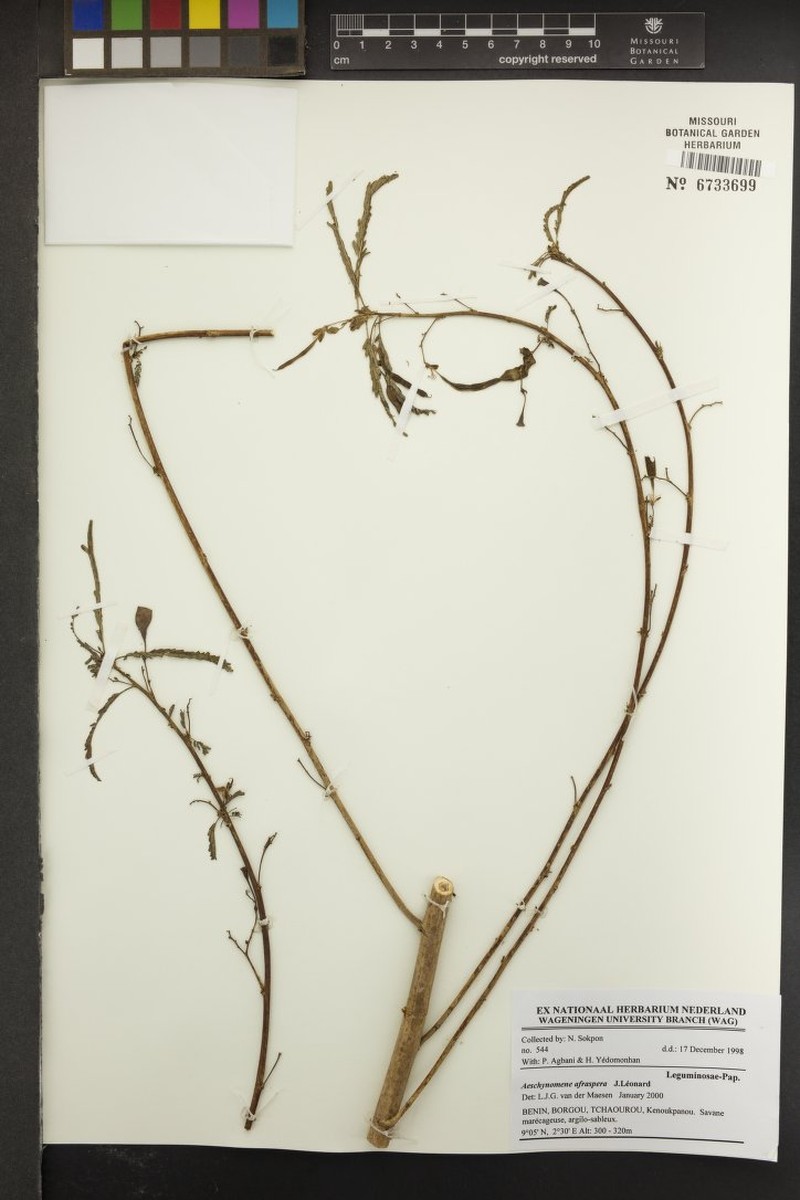 Aeschynomene afraspera photo 3
