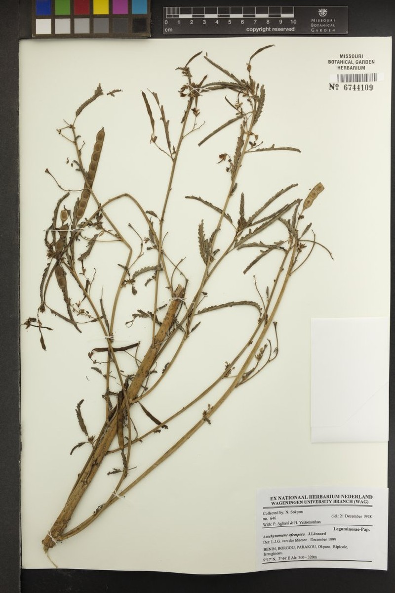 Aeschynomene afraspera photo 4