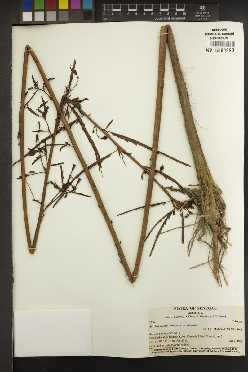 Aeschynomene afraspera photo 5