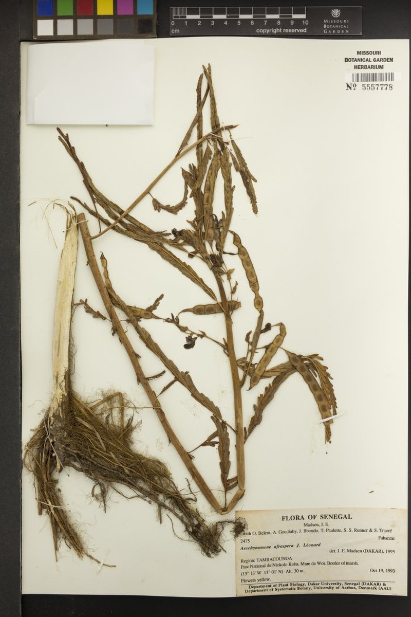 Aeschynomene afraspera photo 6