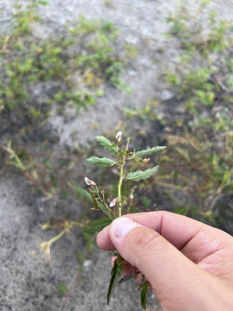 Shyleaf photo 8