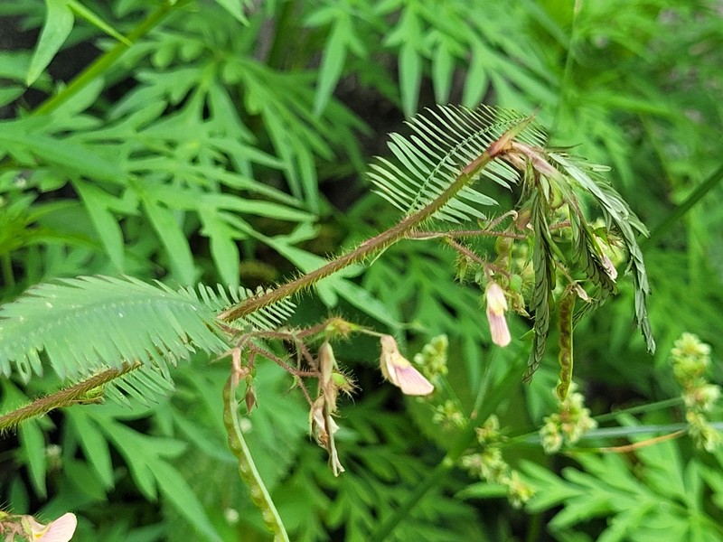 Aeschynomene americana var. americana