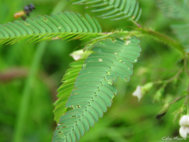 Aeschynomene americana var. americana photo 2