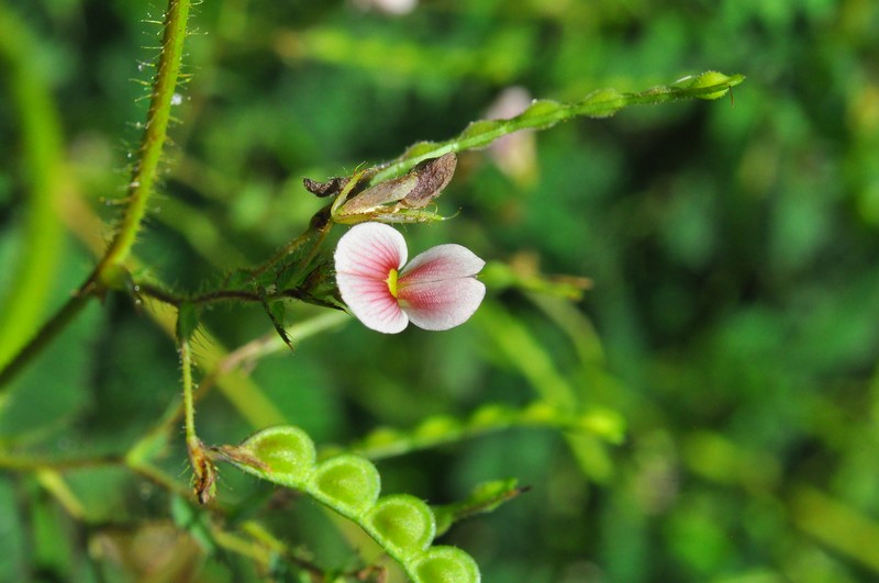 Aeschynomene americana var. americana photo 3