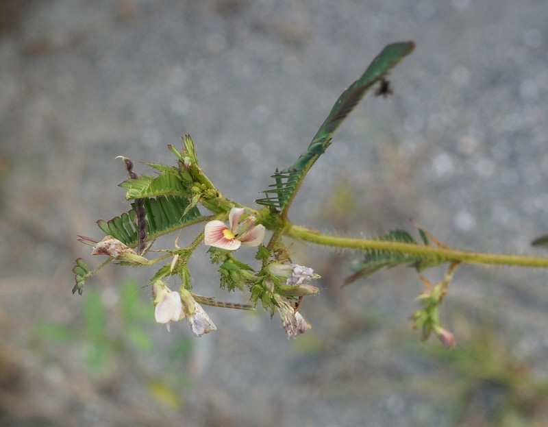 Aeschynomene americana var. americana photo 4