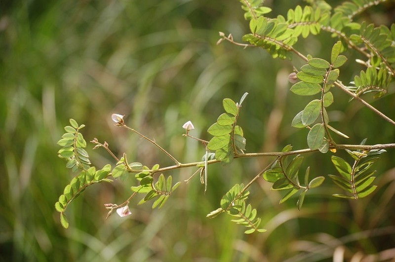 Aeschynomene americana var. americana photo 5