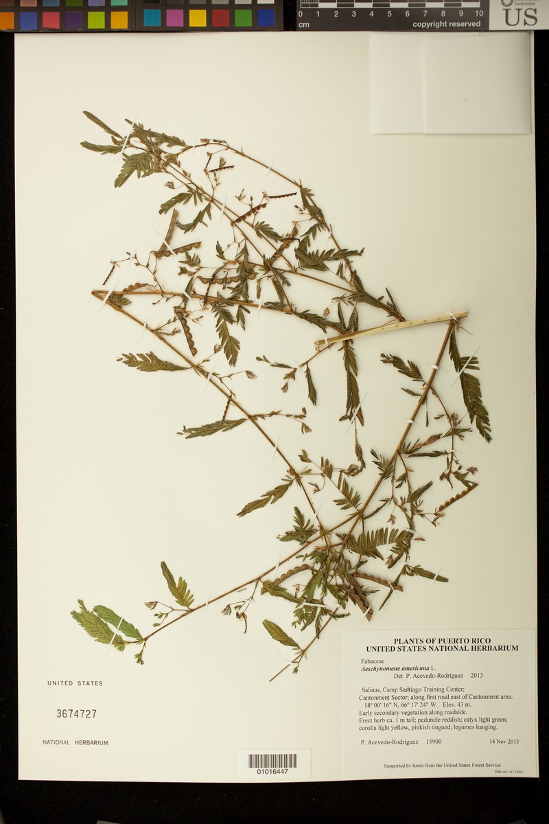 Aeschynomene americana var. americana photo 6