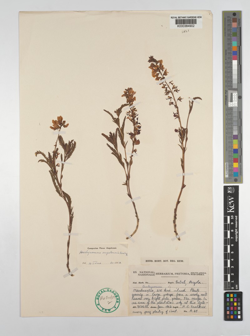 Aeschynomene angolensis