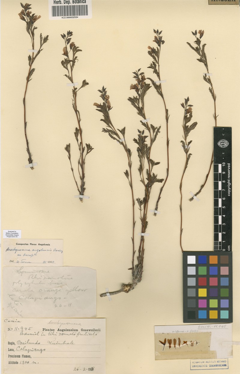 Aeschynomene angolensis photo 2