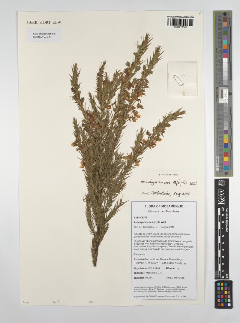 Aeschynomene aphylla
