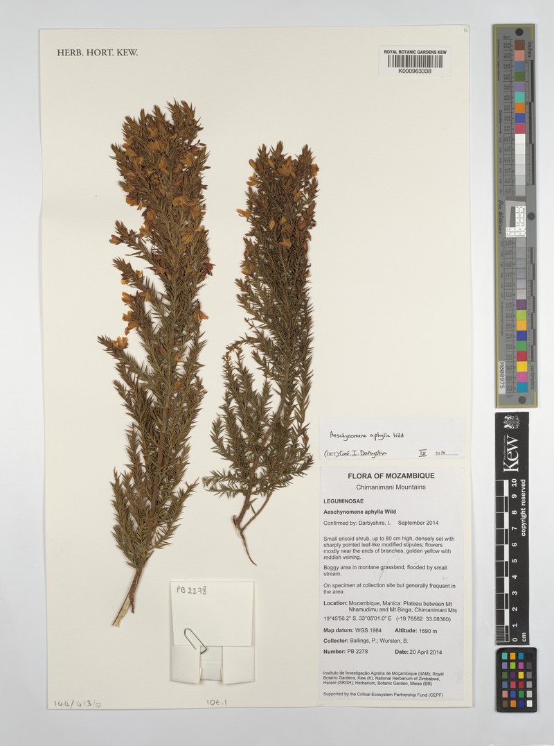 Aeschynomene aphylla photo 2