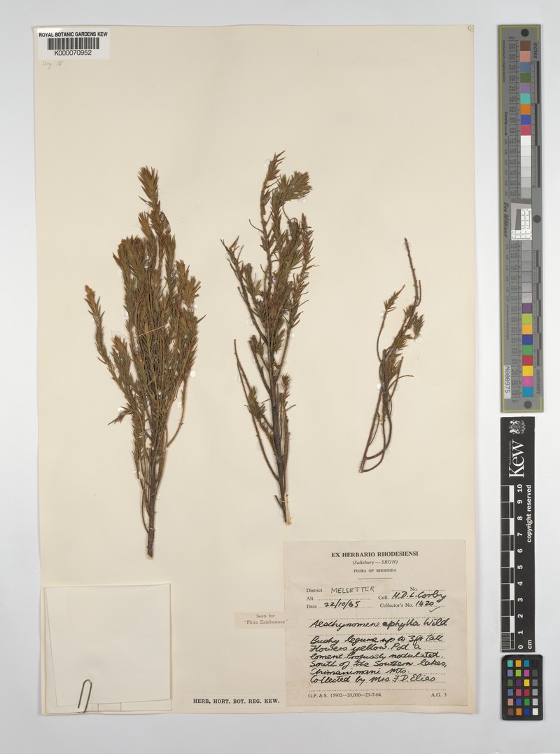 Aeschynomene aphylla photo 3