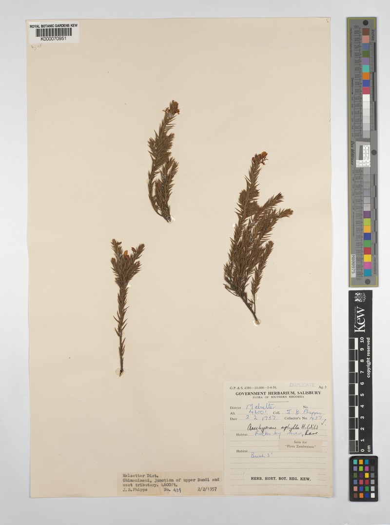 Aeschynomene aphylla photo 4