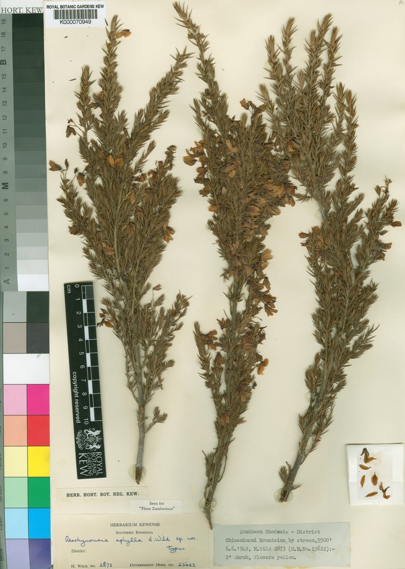 Aeschynomene aphylla photo 5