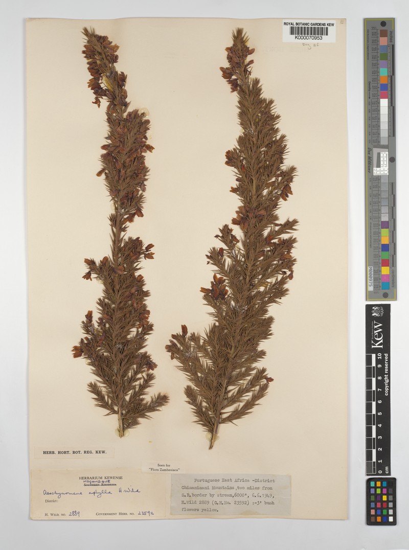 Aeschynomene aphylla photo 6