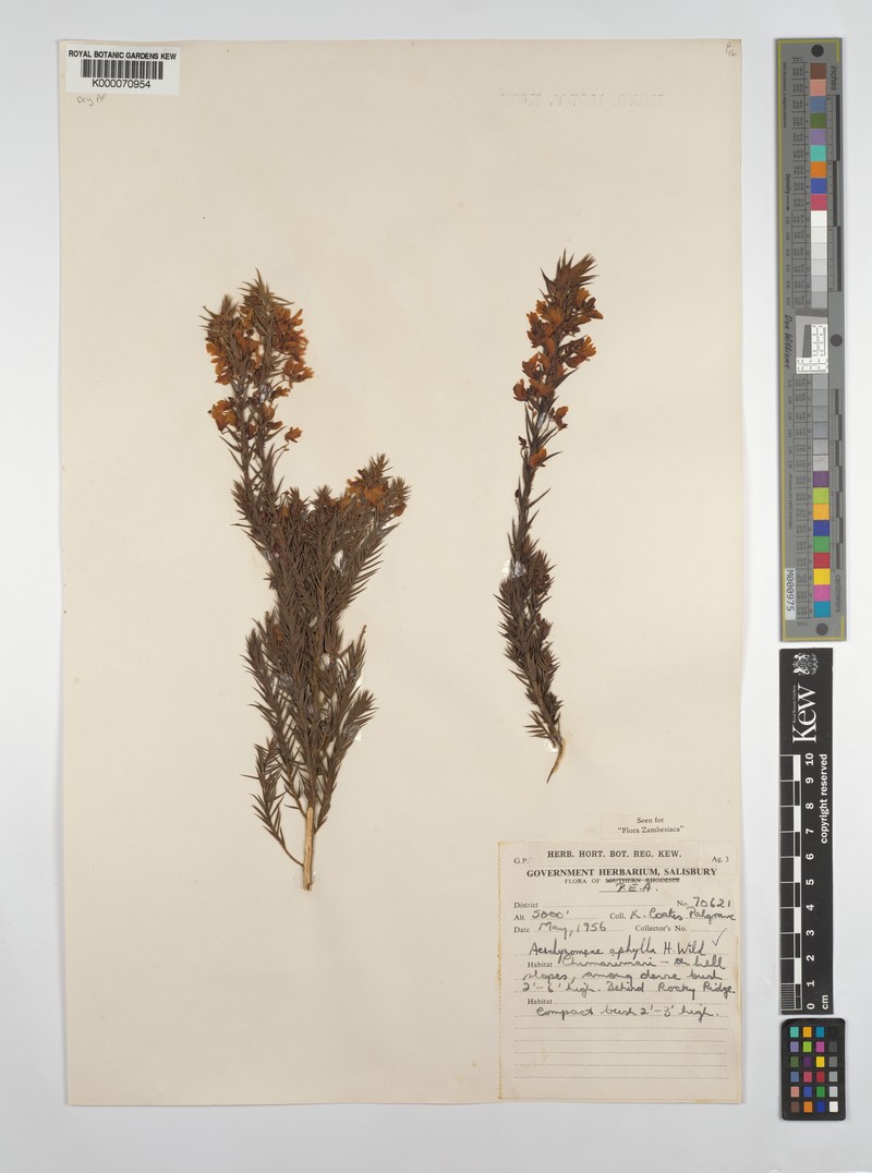 Aeschynomene aphylla photo 7