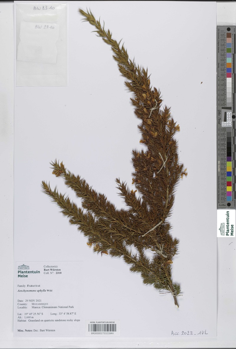 Aeschynomene aphylla photo 8