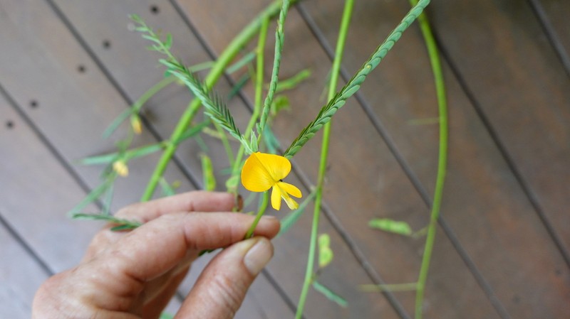 Sola Pith Plant photo 2