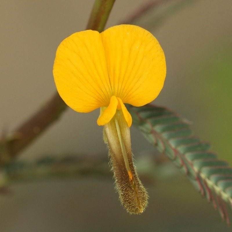 Sola Pith Plant photo 3