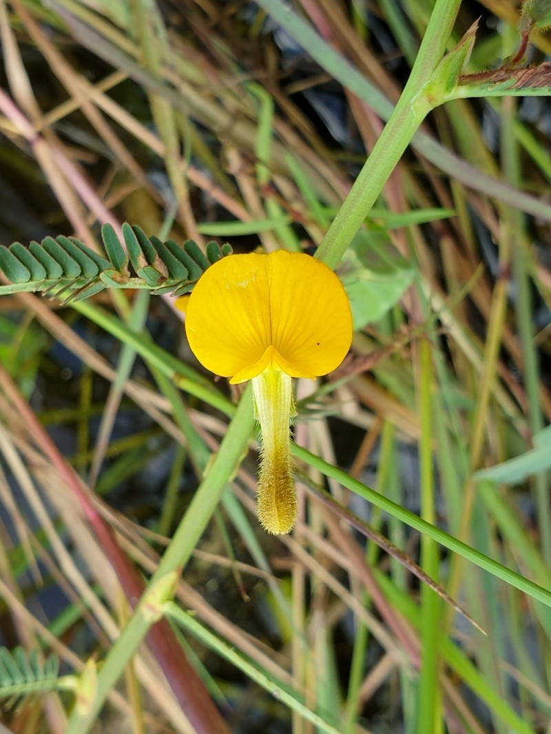 Sola Pith Plant photo 5