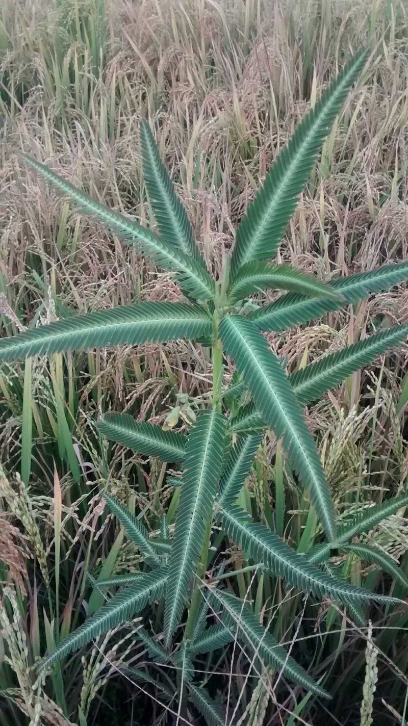 Sola Pith Plant photo 7