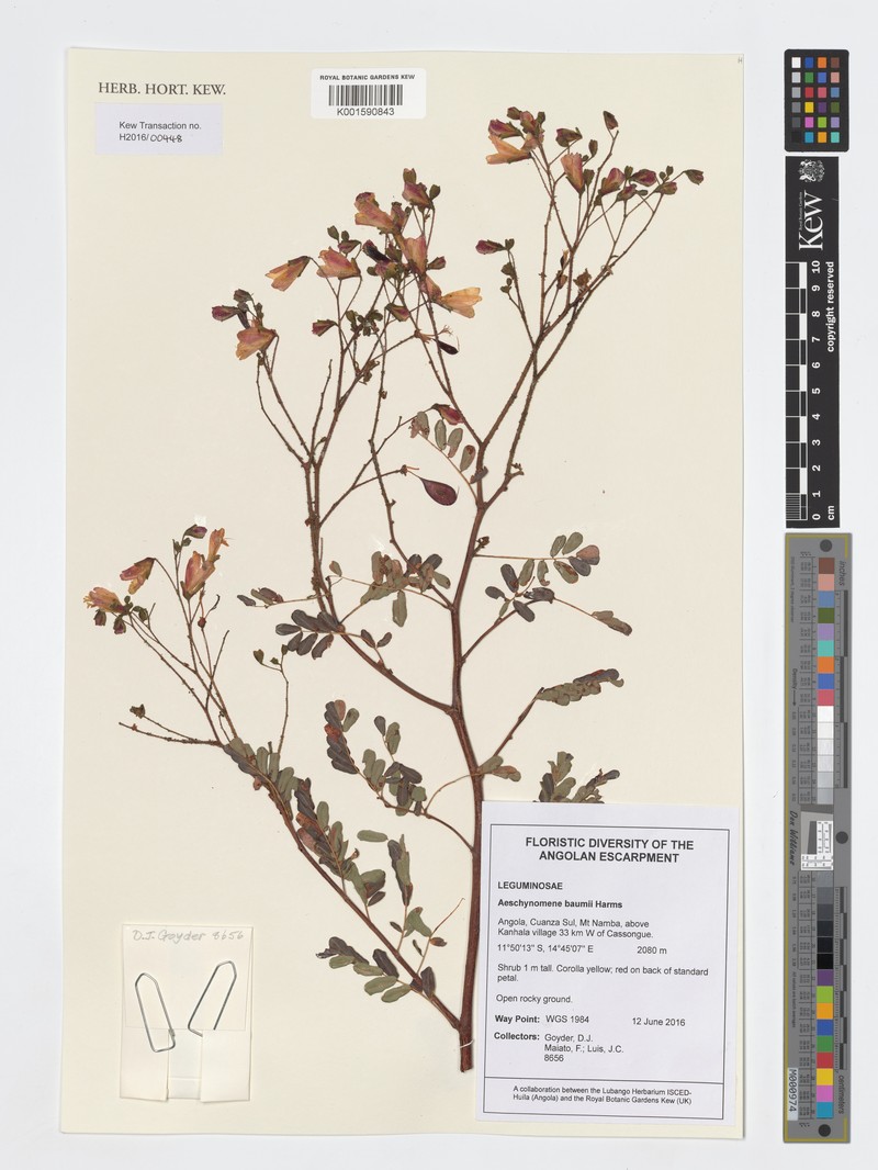 Aeschynomene baumii
