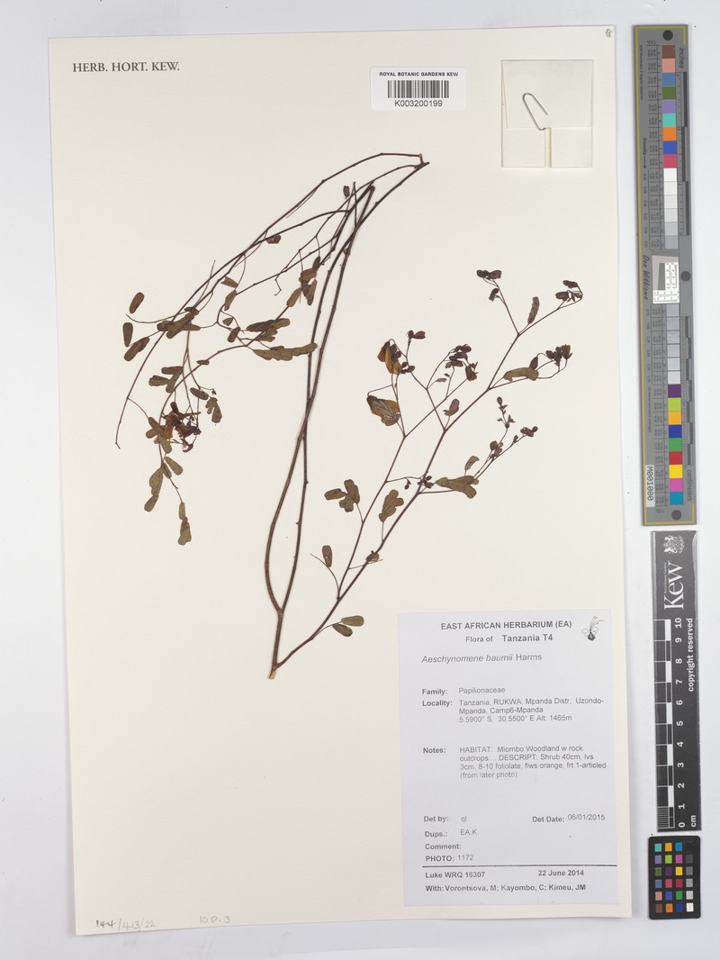 Aeschynomene baumii photo 2