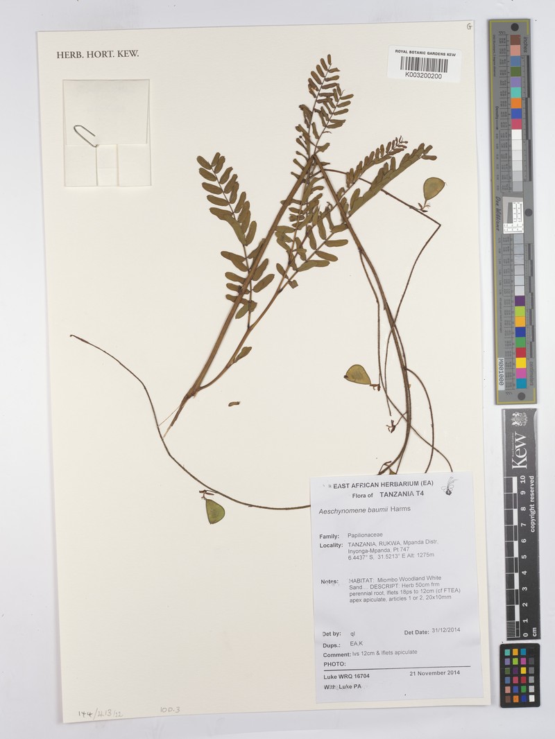 Aeschynomene baumii photo 3
