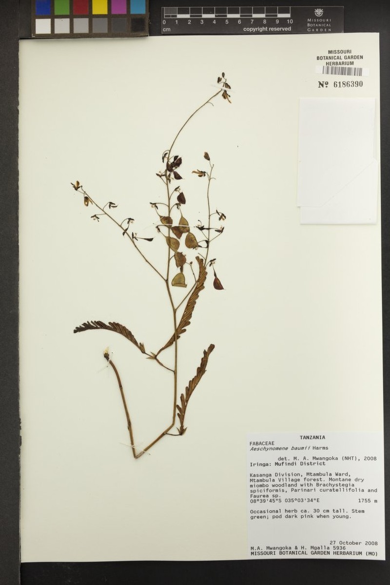 Aeschynomene baumii photo 4