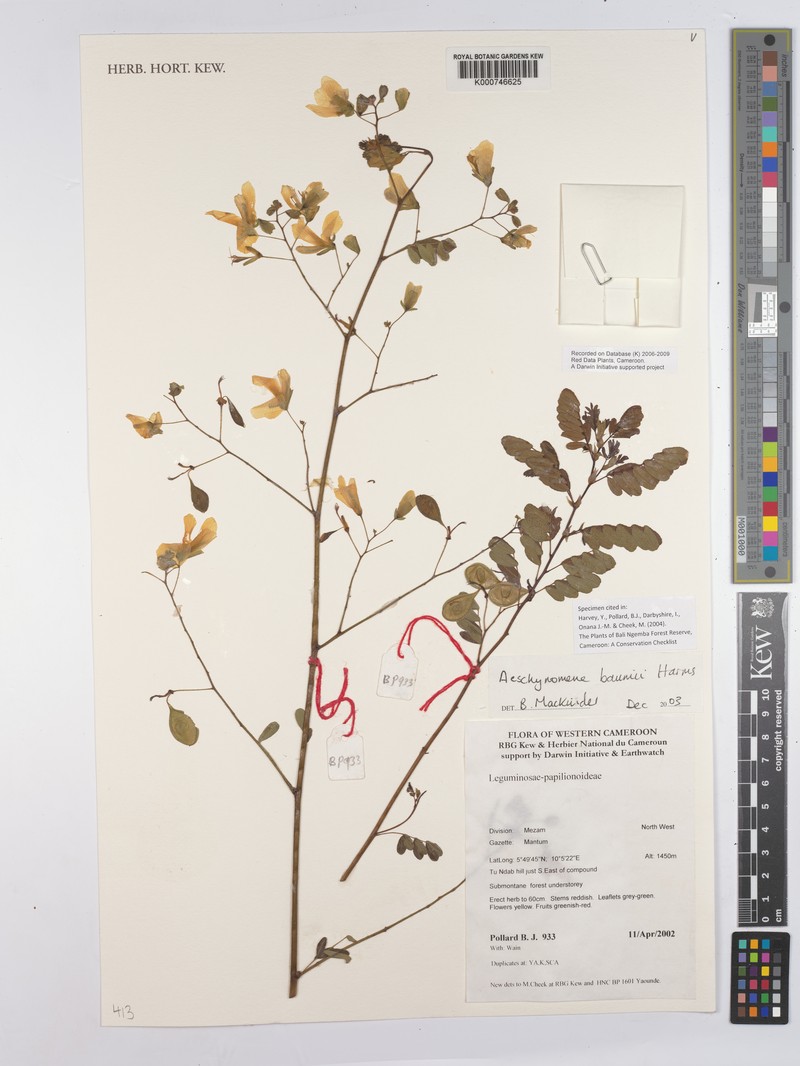 Aeschynomene baumii photo 5