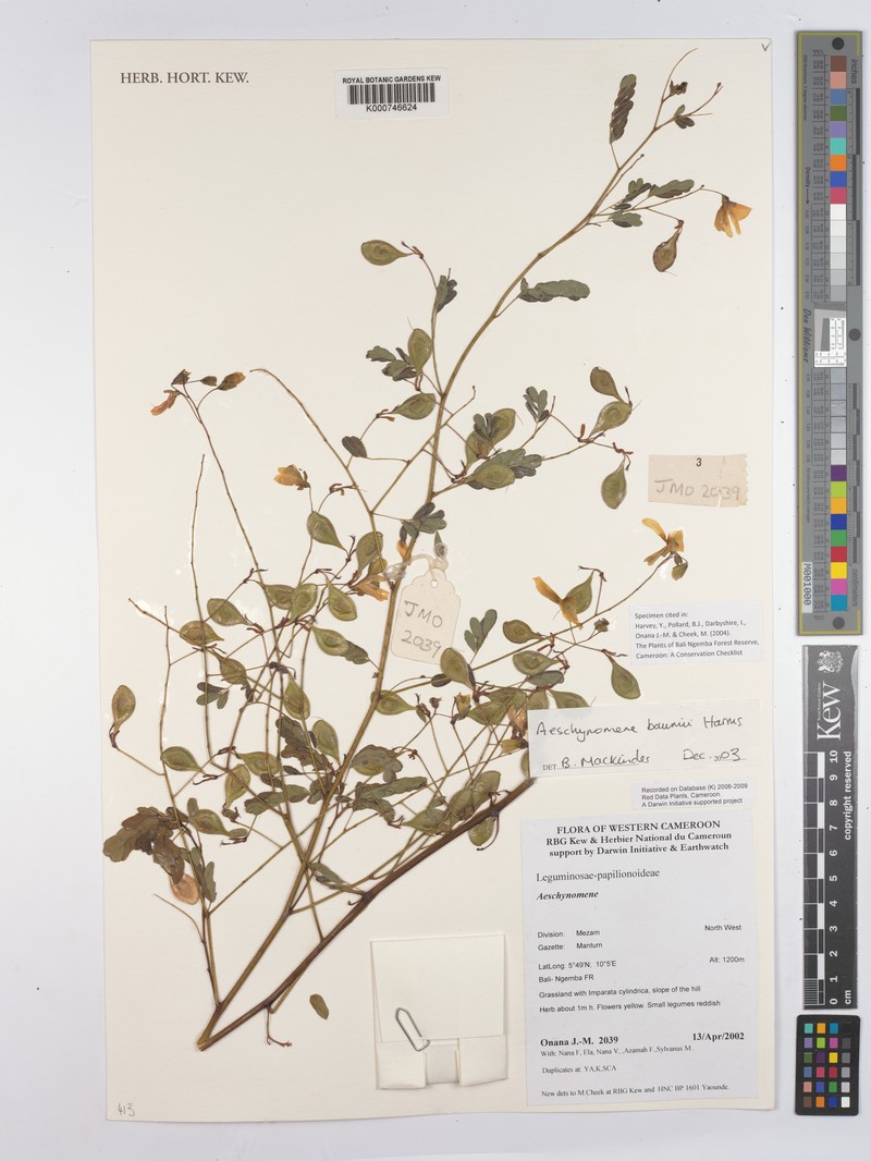 Aeschynomene baumii photo 6