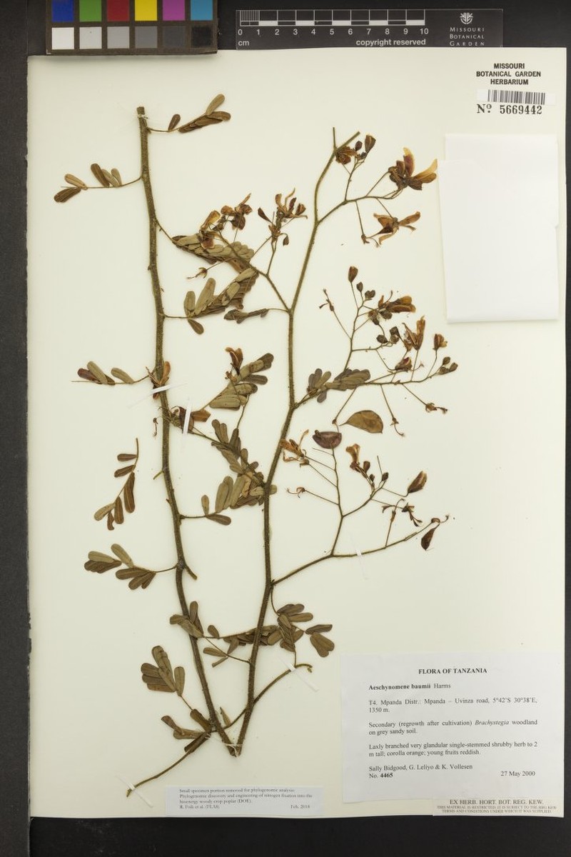 Aeschynomene baumii photo 7