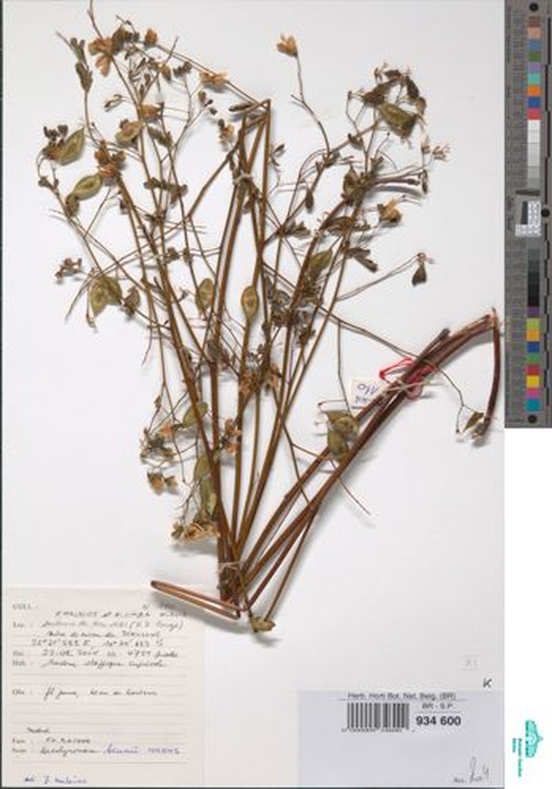 Aeschynomene baumii photo 8