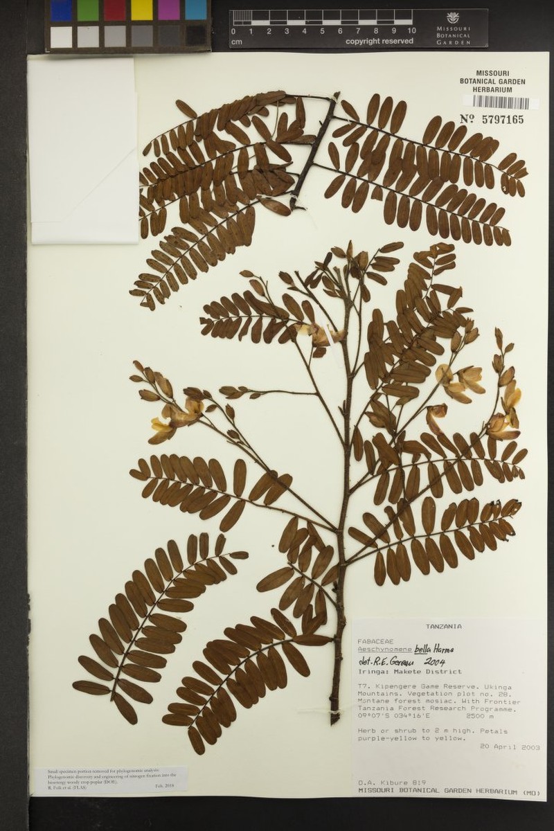 Aeschynomene bella