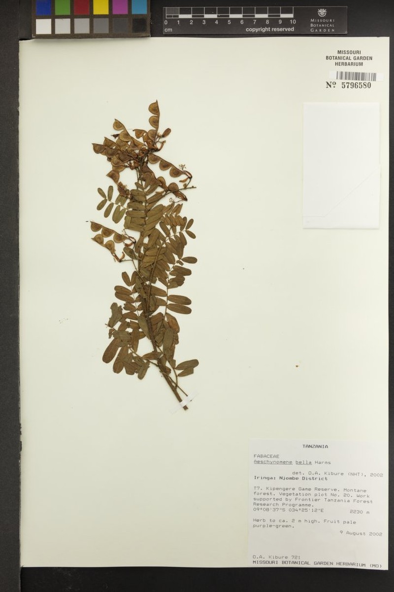 Aeschynomene bella photo 2
