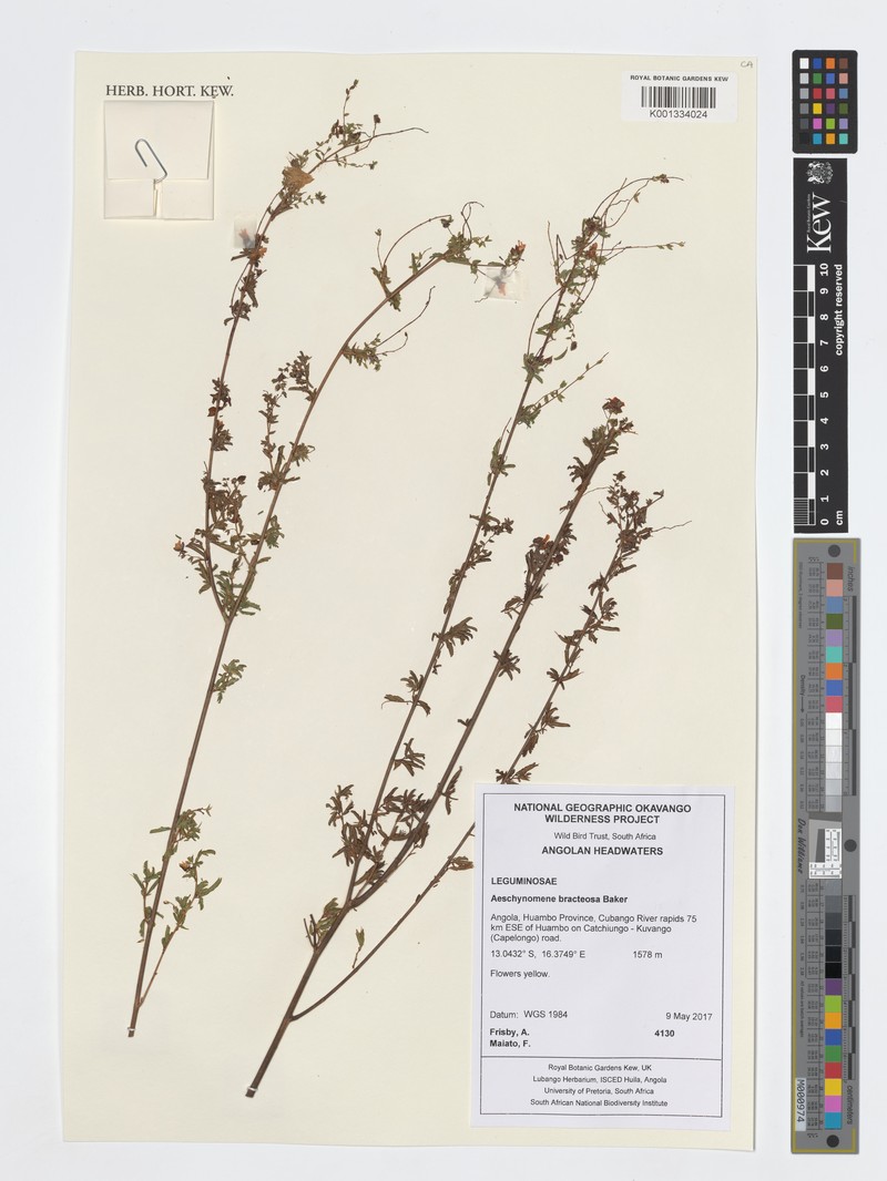 Aeschynomene bracteosa