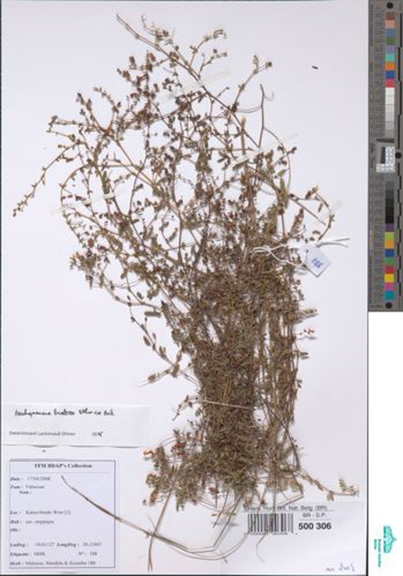 Aeschynomene bracteosa photo 2
