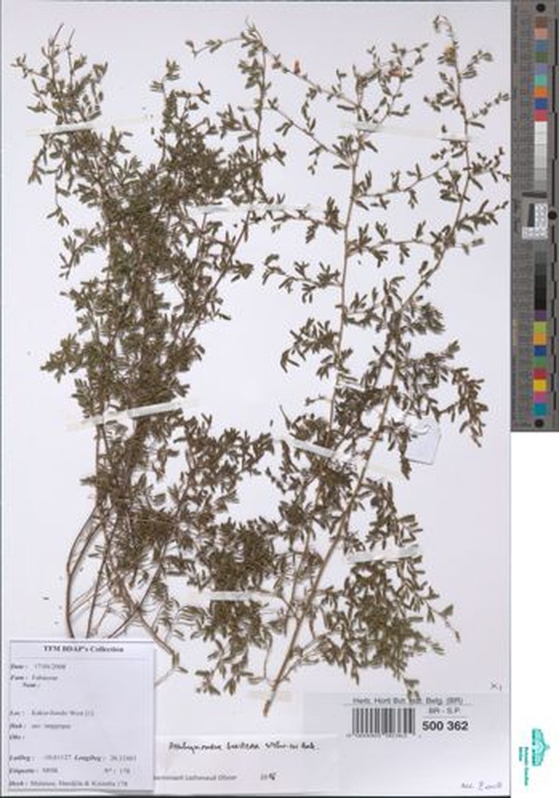 Aeschynomene bracteosa photo 3