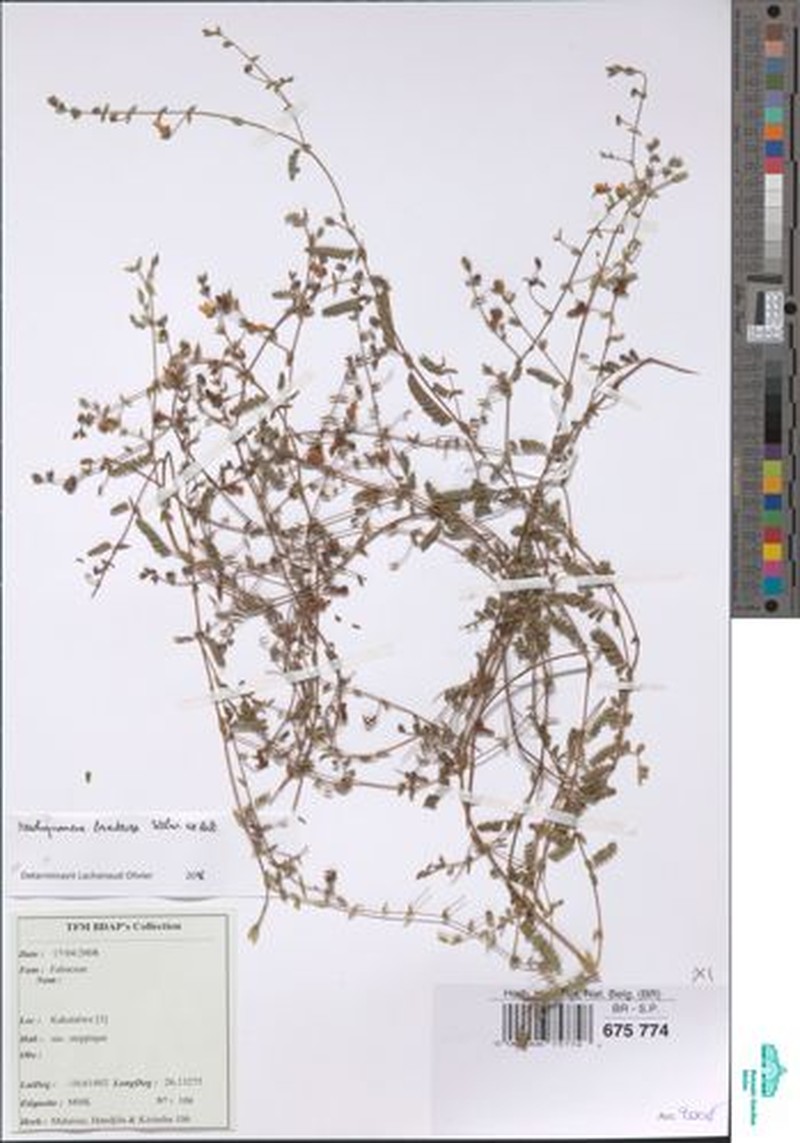 Aeschynomene bracteosa photo 4