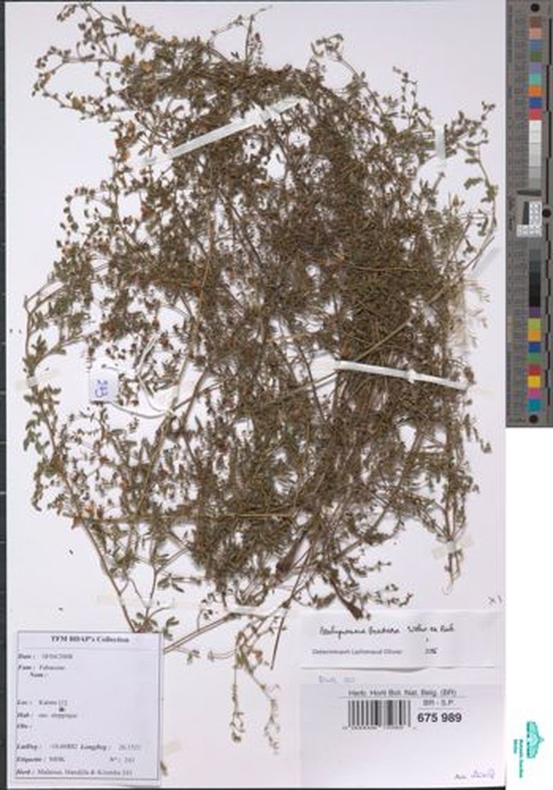 Aeschynomene bracteosa photo 5